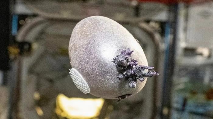 What is the truth behind the Don Pettit ISS space potato photo that shocked the internet?