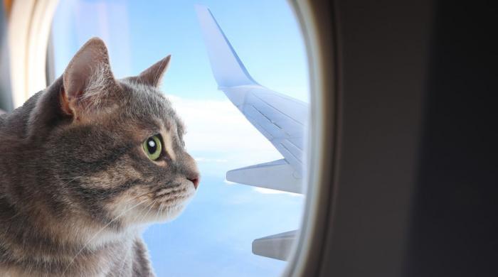 Hat or Cat? Woman’s clever plane boarding trick raises eyebrows