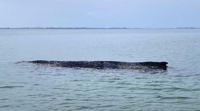 Watch: Humpback whale stranded off German coast with no rescue on the way