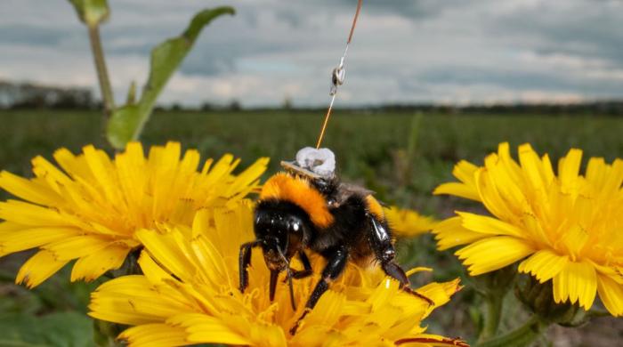 ‘Secret of the Bees’ exposes the ingenious nature of bees and their crucial role on Earth