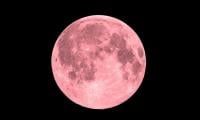 Pink Moon 2026: When To See April’s Full Moon And Why It Won’t Look Pink In The Sky