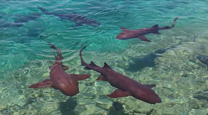 Sharks in Bahamas tested positive for cocaine and painkillers: Here’s why