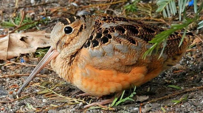 American Woodcock’s viral dance is captivating New Yorkers — Here’s why