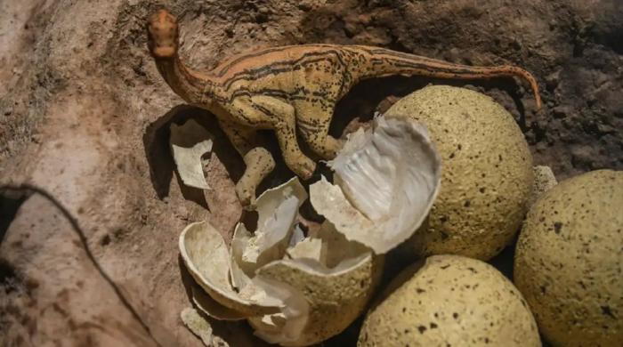 Scientists uncover 72 million years old dinosaur eggs and remnants of titanosaurs