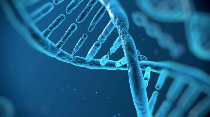 Genes may matter more than thought in human lifespan, study finds