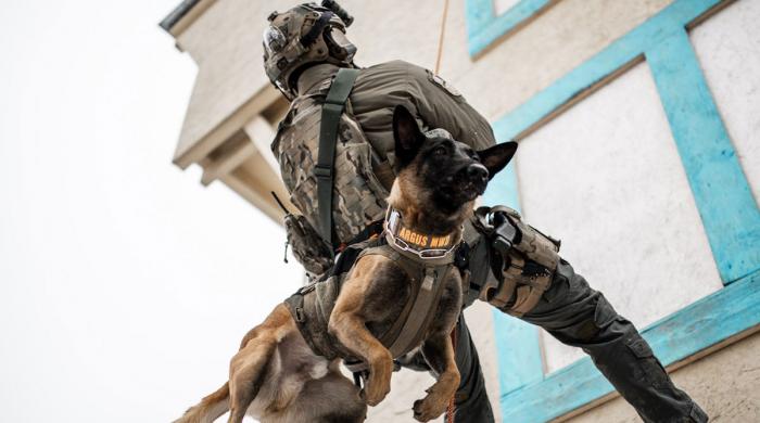 Major bill in the works to save dozens of hero dogs  