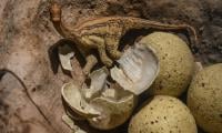 Scientists uncover 72 million years old dinosaur eggs and remnants of titanosaurs