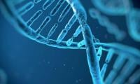 Genes may matter more than thought in human lifespan, study finds