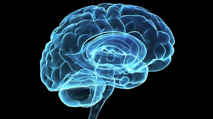 New aging brain study finds single protein behind cognitive decline and possible reversal