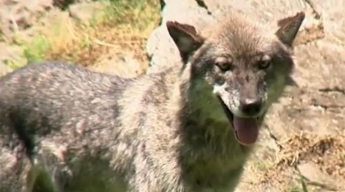 Zoo safety concerns arise after toddler injured in wolf enclosure at Hershey Park
