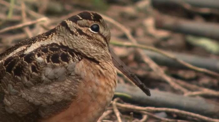 Migrating Woodcocks delight New Yorkers as hundreds flock to Bryant Park