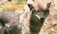 Zoo Safety Concerns Arise After Toddler Injured In Wolf Enclosure At Hershey Park