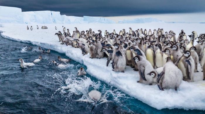 Emperor penguins on verge of extinction: ‘A grim story shaped by climate change’ 