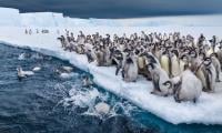 Emperor penguins on verge of extinction: ‘A grim story shaped by climate change’ 