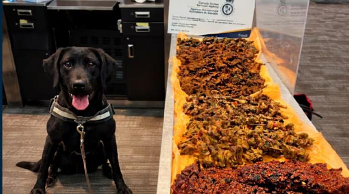 Detection dog at Toronto airport uncovers large stash of undeclared meat in passenger luggage