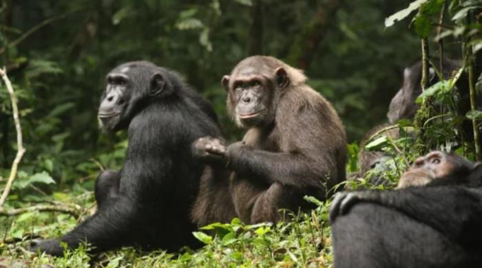 Inside deadly chimp ‘civil war’ in Uganda—What they reveal about human nature