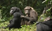 Inside deadly chimp ‘civil war’ in Uganda—What they reveal about human nature