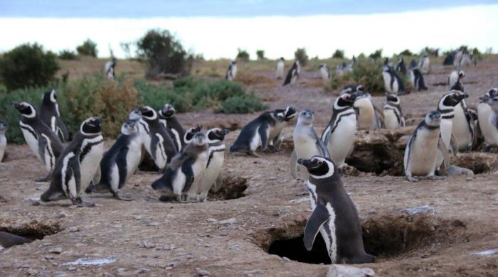  ‘Forever chemicals’ detected in penguins in this remote region: Here’s why