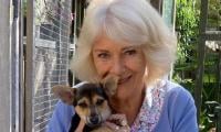 Queen Camilla hits back at critics of life-saving medical dogs