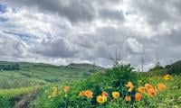 UK Braces For A Late Spring Heatwave: Here’s What You Need To Know