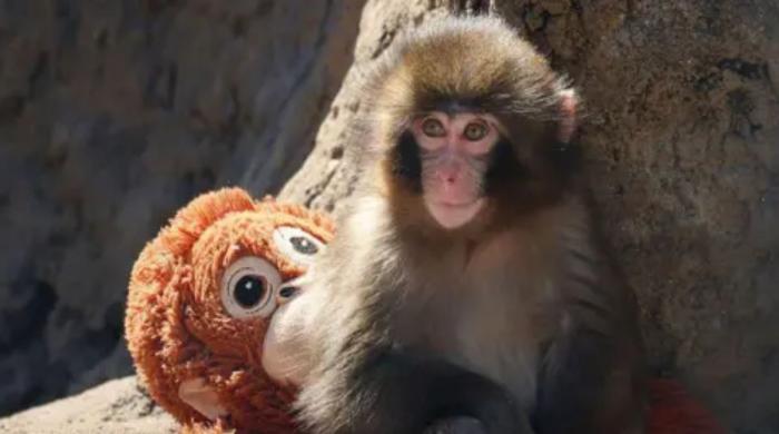 Viral ‘Punch’ monkey stunt: US tourists jump into zoo enclosure, sparking crackdown