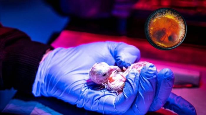 Scientists hatch live chickens from 3D-printed eggshells: Could artificial wombs be next?