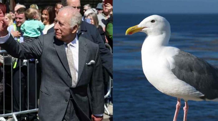 Seagull tries to ruin King Charles' day in Northern Ireland 