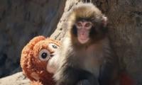 Viral ‘Punch’ Monkey Stunt: US Tourists Jump Into Zoo Enclosure, Sparking Crackdown