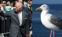 Seagull Tries To Ruin King Charles' Day In Northern Ireland 