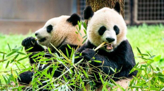 China to send two more pandas to US to strengthen US-China ties