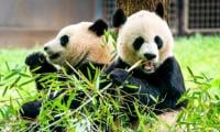 China to send two more pandas to US to strengthen US-China ties