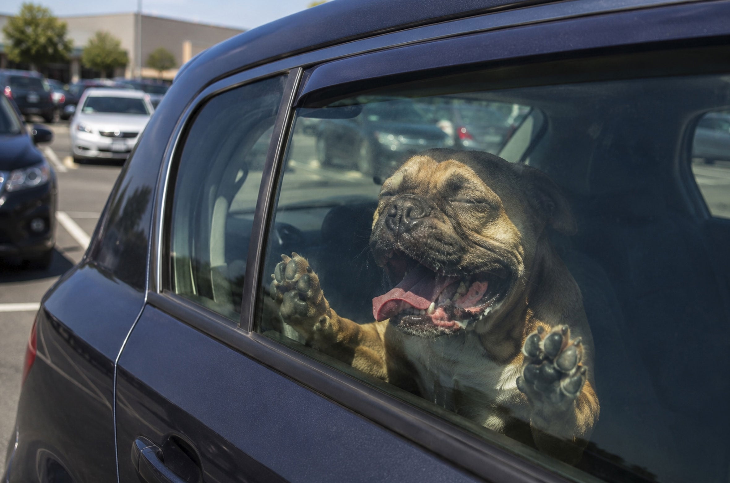 UK dog owners could regret it for life if they ignore these heatwave rules