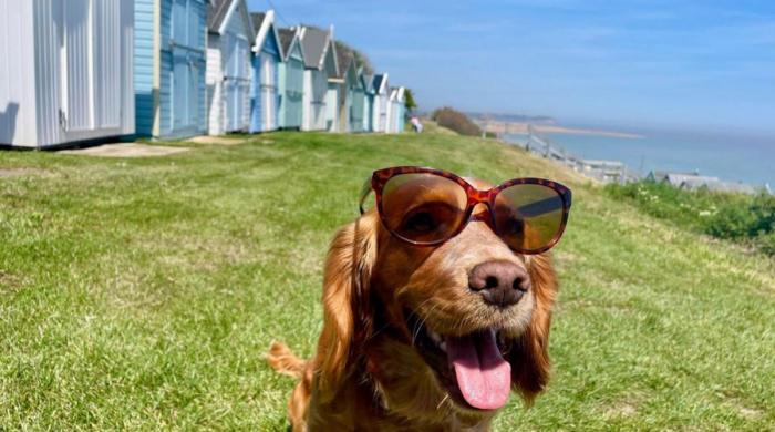 UK dog owners could regret it for life if they ignore these heatwave rules