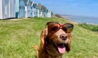 UK dog owners could regret it for life if they ignore these heatwave rules