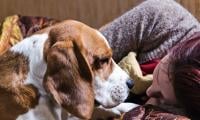 'Never in million years': Dog owner looks back at beloved pet nearly losing life  