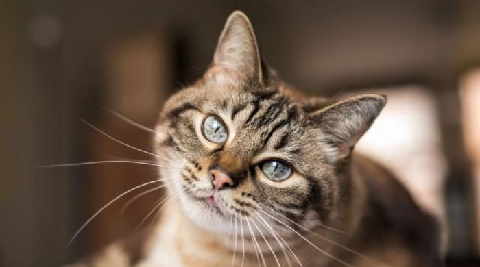 How your pet cat could help cure human cancer, according to scientists 