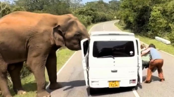 Three killed, four injured after bus crashes into elephant in Africa