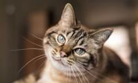 How your pet cat could help cure human cancer, according to scientists 