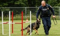 Elderly Man Mauled By 'large' Dog As Police Hunt Blonde Owner  