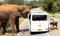 Three killed, four injured after bus crashes into elephant in Africa