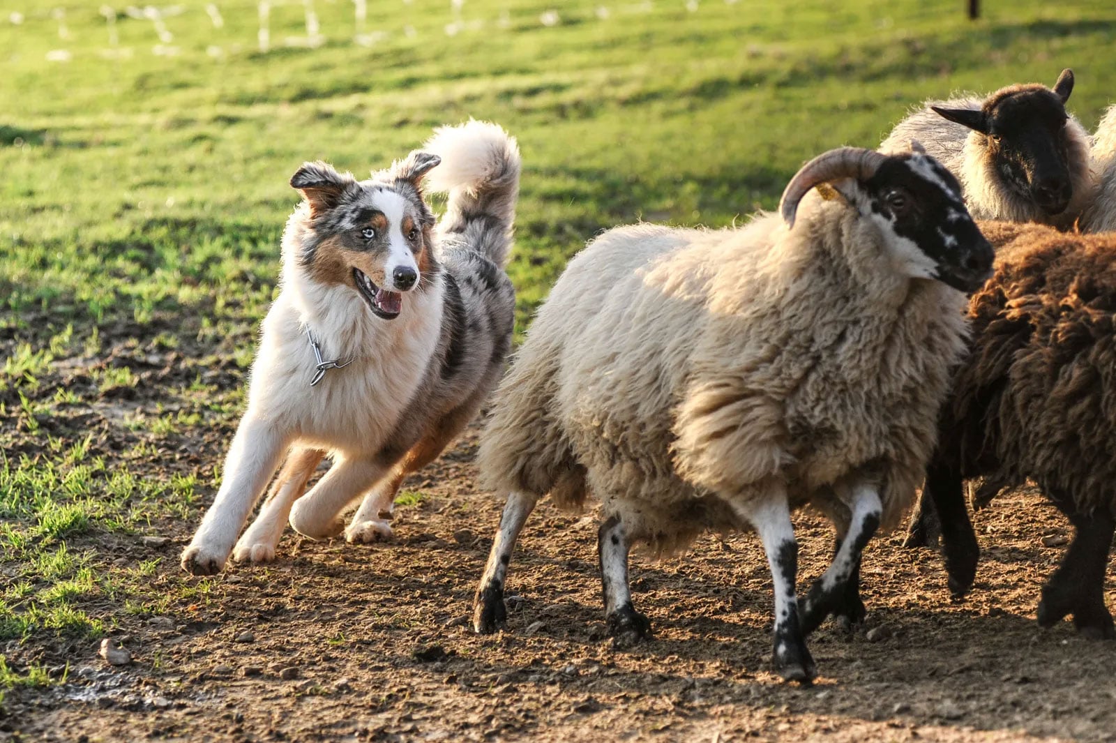 Dog off lead sends sheep to their deaths: Heres what happened