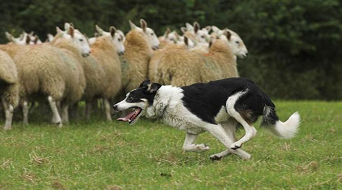 Dog off lead sends sheep to their deaths: Here's what happened
