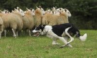Dog off lead sends sheep to their deaths: Here's what happened