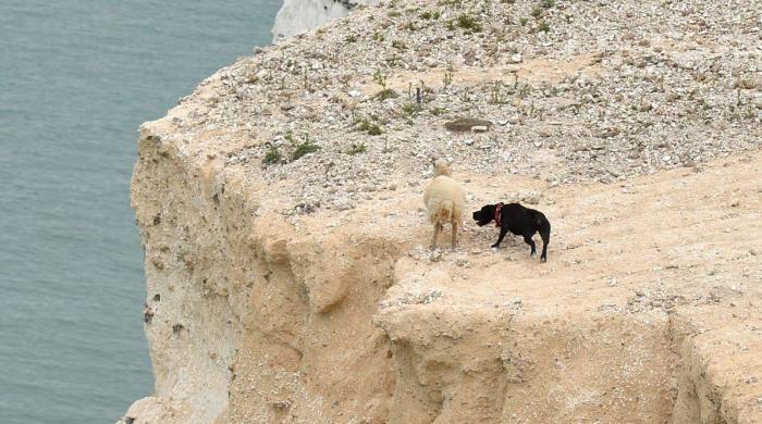 Dog plunges over cliff edge: What happened next?