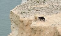 Dog plunges over cliff edge: What happened next?