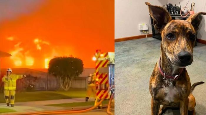 Two dogs emerge alive from massive inferno that gutted family business 