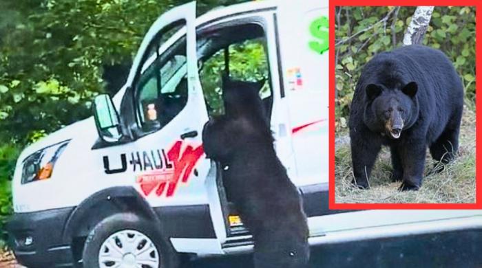 Caught red-handed: Smart bear steals bag from parked U-Haul van in North Carolina