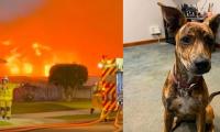 Two Dogs Emerge Alive From Massive Inferno That Gutted Family Business 