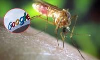 Google to release 32 million mosquitoes in Florida, California–Why critics are concerned