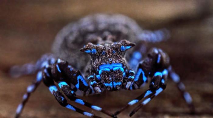Fluorescent spider and armored cricket among incredible discoveries unearthed in Angola